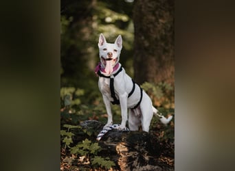 Angel - sportliche menschenbezogene Hündin
