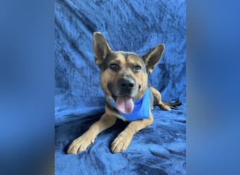 Mancs- Aktiver, sozialverträglicher, kinderlieber Traumrüde