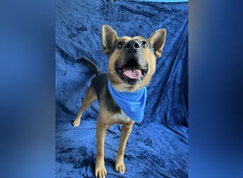 Mancs- Aktiver, sozialverträglicher, kinderlieber Traumrüde