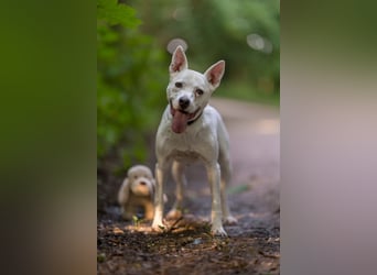 Angel - sportliche menschenbezogene Hündin