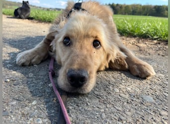 Chopper - menschenbezogener Goldie-Mix sucht seine Familie *in 86685 Huisheim*