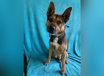 Mancs- Aktiver, sozialverträglicher, kinderlieber Traumrüde