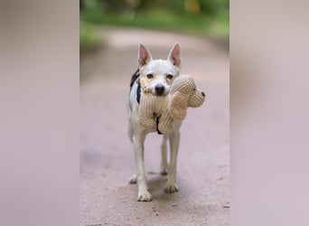 Angel - sportliche menschenbezogene Hündin