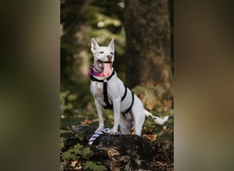 Angel - sportliche menschenbezogene Hündin