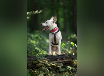 Angel - sportliche menschenbezogene Hündin