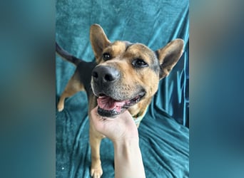 Mancs- Aktiver, sozialverträglicher, kinderlieber Traumrüde