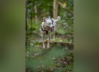 Angel - sportliche menschenbezogene Hündin