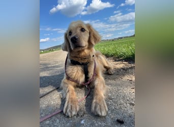 Chopper - menschenbezogener Goldie-Mix sucht seine Familie *in 86685 Huisheim*