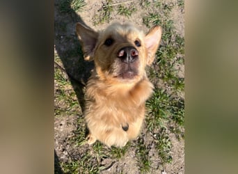 Chopper - menschenbezogener Goldie-Mix sucht seine Familie *in 86685 Huisheim*