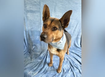 Mancs- Aktiver, sozialverträglicher, kinderlieber Traumrüde