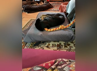 Laima - Freundliche Seele sucht ihr Zuhause