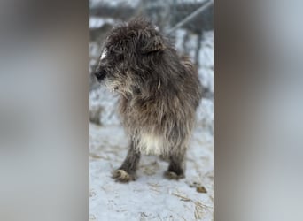Balu - Gnadenplatz gesucht