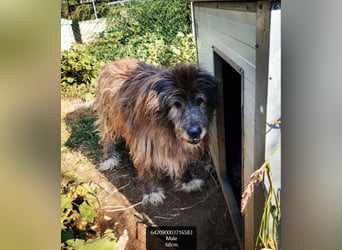 Balu - Gnadenplatz gesucht