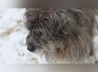 Balu - Gnadenplatz gesucht