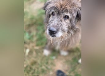 Balu - Gnadenplatz gesucht