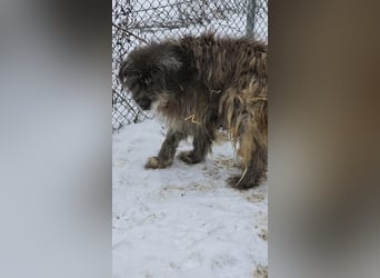 Balu - Gnadenplatz gesucht