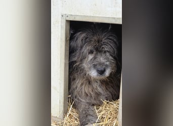 Balu - Gnadenplatz gesucht