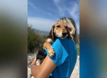 Senta möchte eure Familienhündin werden