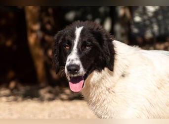 Morrisson sucht sein großes Glück