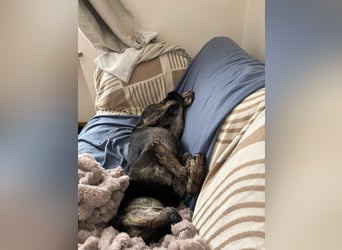 Nocino wartet in München