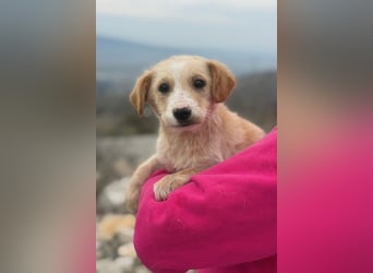 Ivy sucht ihr Glück (47839 Krefeld)