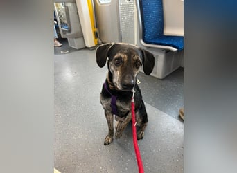 Nocino wartet in München