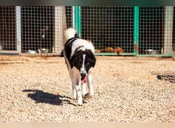 Morrisson sucht sein großes Glück