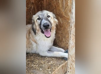 Liesa sucht ihr großes Glück