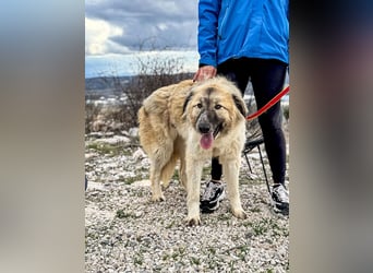 Liesa sucht ihr großes Glück