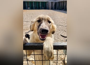 Liesa sucht ihr großes Glück