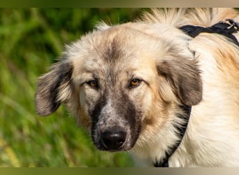 Liesa sucht ihr großes Glück