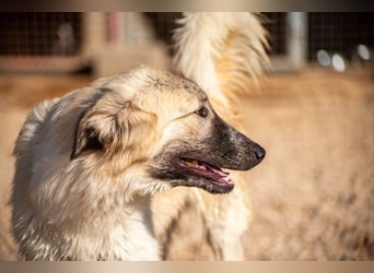 Liesa sucht ihr großes Glück