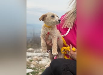 Ivy sucht ihr Glück (47839 Krefeld)