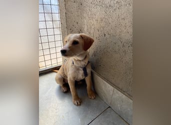 Ivy sucht ihr Glück (47839 Krefeld)