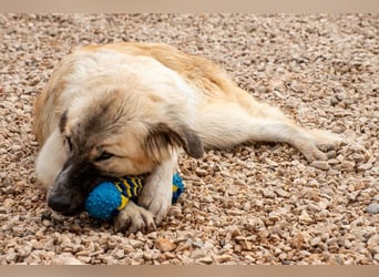 Liesa sucht ihr großes Glück
