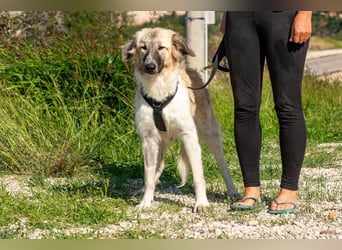 Liesa sucht ihr großes Glück