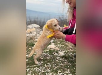 Ivy sucht ihr Glück (47839 Krefeld)