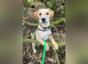 Ivy sucht ihr Glück (47839 Krefeld)