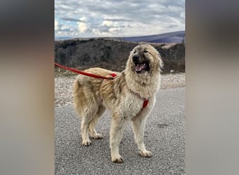 Liesa sucht ihr großes Glück