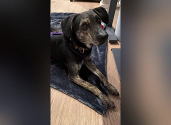 Nocino wartet in München