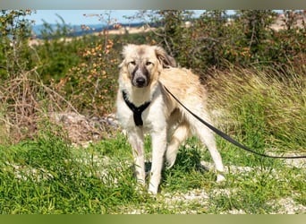 Liesa sucht ihr großes Glück