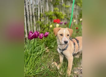 Ivy sucht ihr Glück (47839 Krefeld)