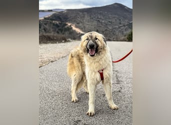 Liesa sucht ihr großes Glück