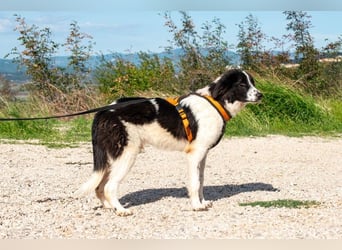 Morrisson sucht sein großes Glück