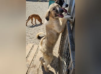 Liesa sucht ihr großes Glück