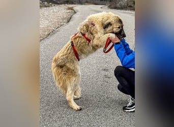 Liesa sucht ihr großes Glück
