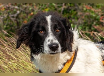 Morrisson sucht sein großes Glück