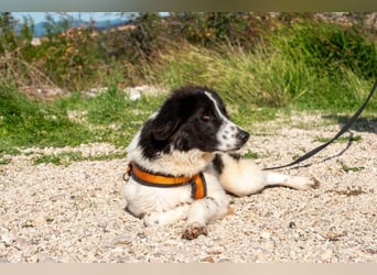 Morrisson sucht sein großes Glück