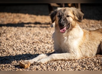Liesa sucht ihr großes Glück