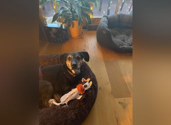 Nocino wartet in München